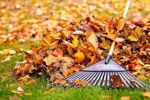 Cost of Leaves Removal in Chico