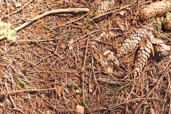 Cost of Pine Needles Removal in Chico