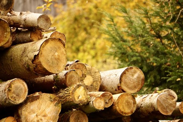 Wood Pile Removal in Chico