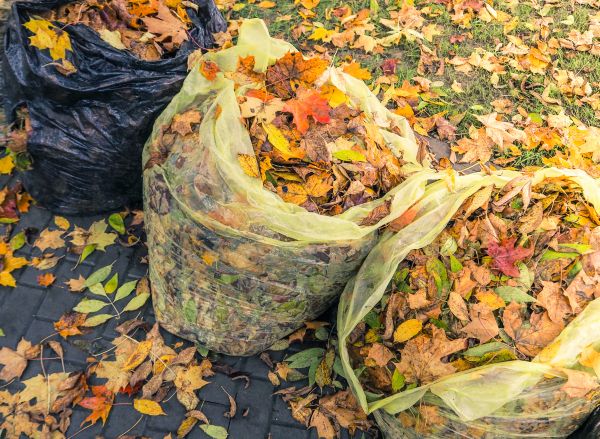 Yard Cleanup Service in Chico