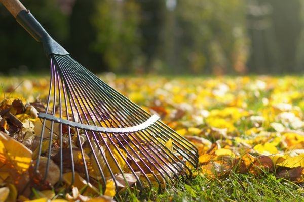 Leaf Raking Service in Chico