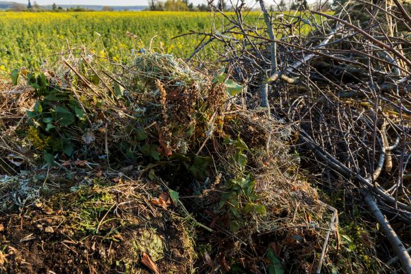 Brush Disposal in Chico