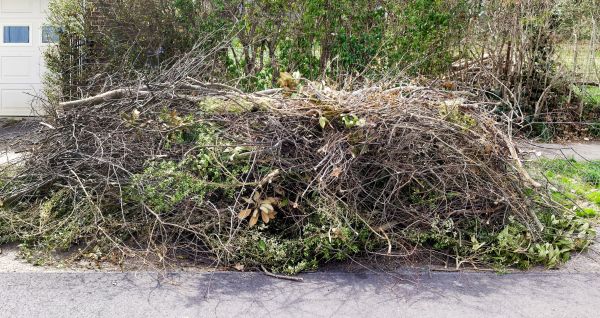 Tree Limb Cleanup in Chico