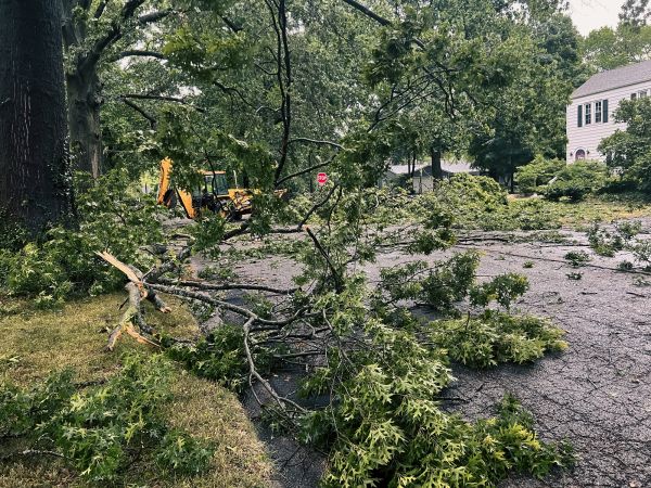 Tree Branch Disposal in Chico