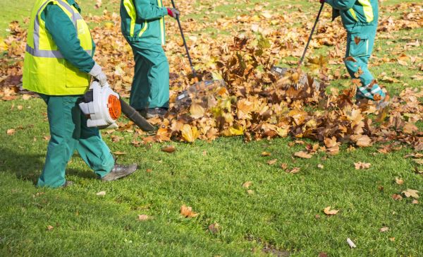 Cost of Leaf Maintenance in Chico