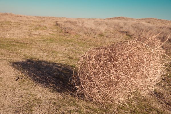 Tumbleweed Removal in Chico
