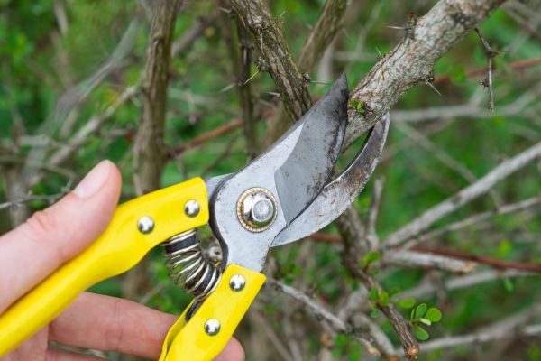 Limbs Removal in Chico