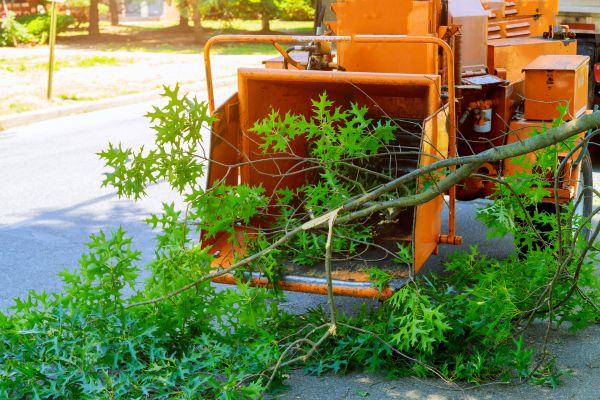 Tree Branches Removal in Chico