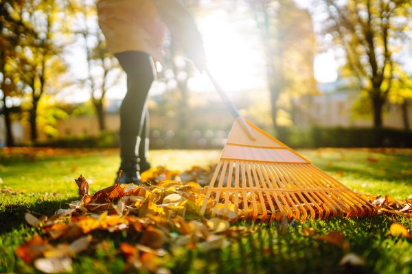 Leaves Raking in Chico