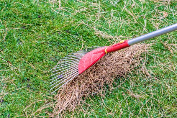 Yard Raking in Chico