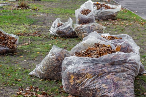 Cost of Leaf Pile Disposal in Chico