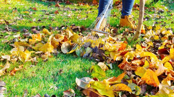 Lawn Cleanup Service in Chico