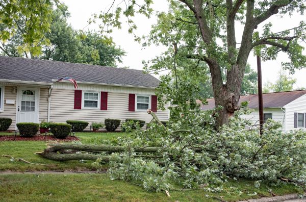 Fallen Branch Removal in Chico