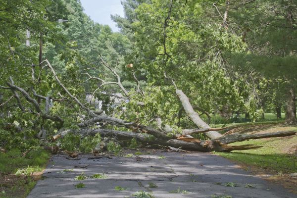 Tree Debris Removal in Chico
